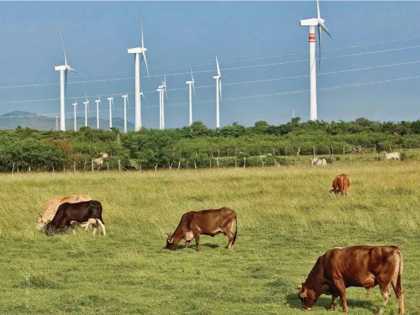  ??  ?? ENERGÍA LIMPIA. Al menos 6% de la energía que hoy produce México proviene de las centrales eólicas.