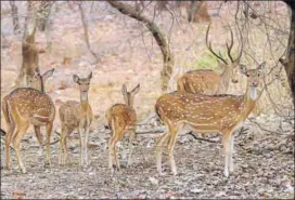  ?? AH ZAIDI/HT PHOTO ?? Mukundra Hills Tiger Reserve (MHTR) in Kota. The reserve is spread over 759.99 square kilometre, including a 417.17 square kilometre core area.