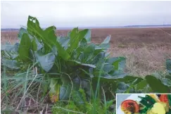  ??  ?? LEFT Sea beet grows at or just beyond the high water mark. The smaller leaves are the most tender BELOW Tasty meal making use of sea beet