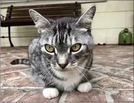  ?? SOLVEJ SCHOU VIA AP ?? Kevin, the cat, sits on Schou and her husband’s porch on in Pasadena