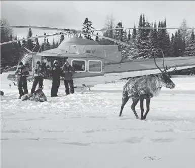 ?? ONTARIO MINISTRY OF NATURAL RESOURCES AND FORESTRY ?? Ontario’s Ministry of Natural Resources and Forestry brought nine caribou by helicopter to the Slate Islands in Lake Superior in January.