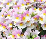  ?? ?? Nemesia