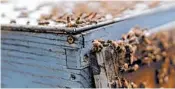  ?? DANIEL ACKER/BLOOMBERG NEWS ?? An edible vaccine for American foulbrood, which can kill entire hives, has been developed by scientists in Finland.