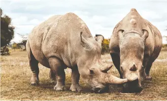  ??  ?? Northern white rhinoceros­es are on the brink of extinction with just two females left alive. They live on the Ol Pejeta Conservanc­y in central Kenya.