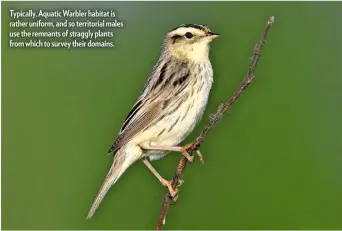  ??  ?? Typically, Aquatic Warbler habitat is rather uniform, and so territoria­l males use the remnants of straggly plants from which to survey their domains.