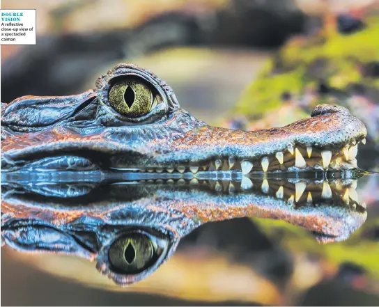  ??  ?? DOUBLE VISIONA reflective close-up view of a spectacled caiman