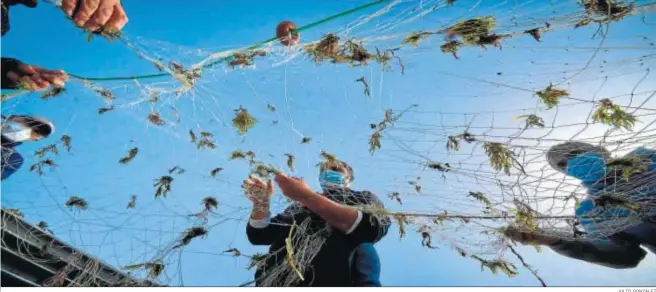  ?? JULIO GONZÁLEZ ?? Pescadores de Conil retiran alga asiática de sus redes el pasado miércoles.