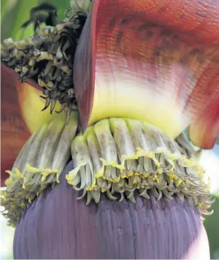  ?? Larry Bentley ?? Healthy new hands appear as the ‘bell’ unfolds on a banana plant