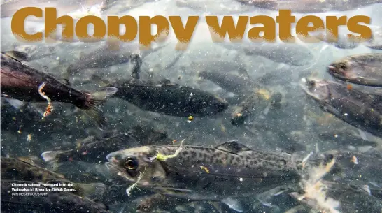  ?? IAIN McGREGOR/STUFF ?? Chinook salmon released into the Waimakarir­i River by Fish & Game.