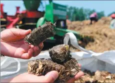  ?? GU HUAXIA / XINHUA ?? A worker shows fuel made from waste straw in Nantong.