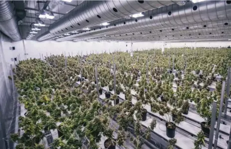  ?? CANOPY GROWTH CORP. ?? Canopy Growth Corp., which is based in Smiths Falls, Ont., is currently Canada’s biggest licensed producer of medical marijuana.