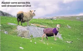  ??  ?? Alastair came across this well-dressed ewe on Unst