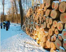  ??  ?? Viel Holz liegt im Englischen Garten östlich des TSV‰Platzes. Es handelt sich haupt‰ sächlich um Eschen. Die Furchen des Harvesters lässt der WAF beseitigen.