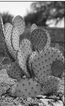  ?? ?? A Santa Rita prickly pear cactus in the xeriscape concept garden.