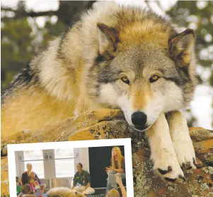  ??  ?? Dakota; left, a wolf in the classroom