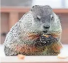  ?? SISTI / MILWAUKEE JOURNAL SENTINEL MIKE DE ?? Gordy the Groundhog eats a treat at the Milwaukee County Zoo. Will he see his shadow this year on Feb. 2?