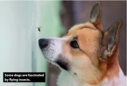  ??  ?? Some dogs are fascinated by flying insects.