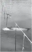  ??  ?? Derelict trotlines, such as this one encountere­d along Texas river, continue to “ghost fish” long after being abandoned by owners, claiming untold numbers of fish as well as turtles, birds and other wildlife.