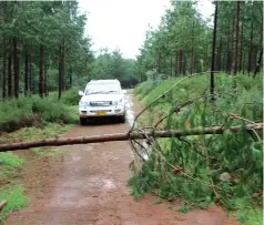  ?? ?? Some roads leading to tourism facilities in Vumba were last week impassable after being blocked by fallen trees