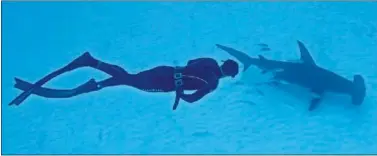  ??  ?? DUELO. Michael Phelps nada junto a un tiburón martillo antes de intentar ser el más veloz del océano.