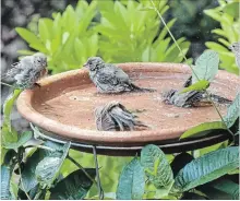  ??  ?? Five finches make this bird bath a ‘Finch Riviera.’