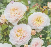  ??  ?? Emily Brontë rose. Picture by David Austin Roses