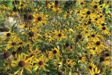  ??  ?? Black-eyed Susans scatter their seeds at the end of each growing season.