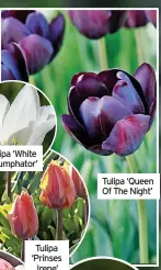  ?? ?? Tulipa ‘Queen Of The Night’