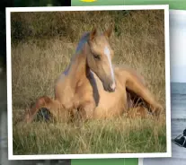  ??  ?? Above: Two-yearold Flame is Karen’s hope for the dressage arena