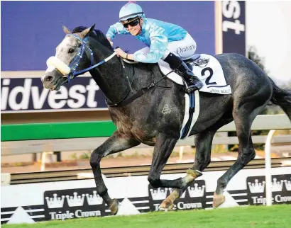  ??  ?? COMEBACK. Heavenly Blue will be having his first run since January in Race 2 at Turffontei­n tomorrow and could go on to contest the Grade 1 Champions Cup over 1800m at Greyville on 28 July.