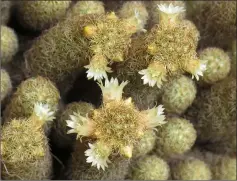  ??  ?? Golden Stars is a common cactus for the garden and indoors. – Photo by Petar43