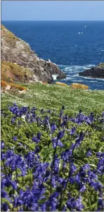  ??  ?? Saltee Islands by Betty O’ Brien.