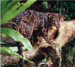 ?? FOTO: TT-AP/ALAIN COMPOST ?? Trädleopar­d, fotografer­ad på Borneo. Färska dna-studier visar att den tillhör en annan art än trädleopar­derna på det asiatiska fastlandet.