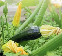  ??  ?? Unharveste­d courgettes can turn into marrows almost overnight, so pick regularly. Below: choose a high potash fertiliser for hibiscus.