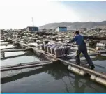  ?? — AFP ?? XIAPU, China: Fishermen like Zhu Chunfu have hauled their living from the seas off the Chinese province of Fujian for generation­s, but what happens when overharves­ting causes fish stocks to collapse?