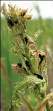  ?? Photo contribute­d ?? Aphthona lacertosa is a root-feeding flea beetle which feeds on leaf sprurge.
