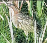  ??  ?? The wetland-dwelling bittern will be the subject of the next Forest &amp; Bird meeting in Te Puke.