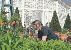  ?? ?? RESTORED: The Grade II listed conservato­ry and palm house in the heart of Clumber Park has reopened to the public after an extensive renovation, along with the walled kitchen garden. The glasshouse is the largest in the National Trust’s estate.