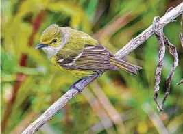  ?? Kathy Adams Clark / Contributo­r ?? The white-eyed vireo has conspicuou­s white irises from which it gets its name.