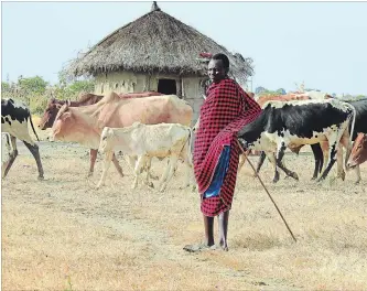  ?? CHRISTINA JONAS ?? The Masai people of Tanzania live in kraals (traditiona­l African villages of huts) typically enclosed by a fence made of acacia thorns that prevents lions from attacking the livestock. It is men’s responsibi­lity to fence the kraal while women construct the houses.