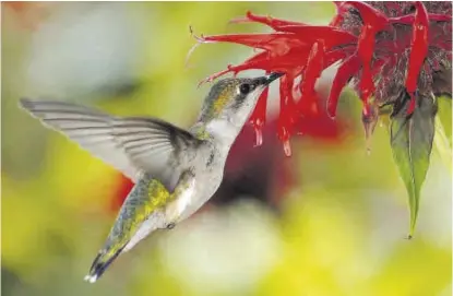  ?? EL PERIÓDICO ?? Ejemplo8 Un colibrí se alimenta del néctar de una flor, facilitand­o así la polinizaci­ón y la zoocaria.