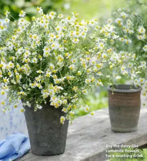  ??  ?? Dry the daisy-like camomile flowers for a soothing drink