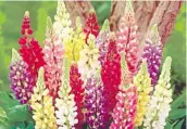  ??  ?? D. 6 Russell Lupins Mixed £8.99 (Code P240)