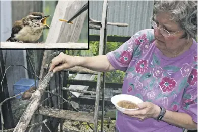  ?? BY PAM OWEN ?? Rappahanno­ck wildlife rehabilita­tor Amo Merritt feeds a noisy young Carolina wren some meal worms.