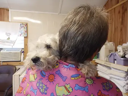 ??  ?? Nietzsche, also known as Neetchee, is a white miniature schnauzer who absolutely loves Bonnie Yates. He hugs her and wants to be held by her the whole time he is at her grooming business. His “mom,” Carrie Ritchie, drives two hours and 45 minutes one...