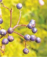  ?? BALTIMORE SUN ?? The colorful, ripe berries of native shrub Silky Dogwood (Cornus amomum), and the equally colorful markings of a leaf spot disease.