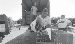  ?? GABI UTIEL ?? ▶▶ Campaña. ▷ Collidors recogen naranjas en una finca de Castellón.