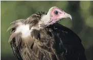  ?? EVAN R. BUECHLEY VIA AP ?? A hooded vulture in Ethiopia.