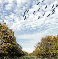  ?? FOTO: ECKHARD GÖTZE ?? Im Oktober sammelten die Kraniche und andere Zugvögel im Unstrut-hainich-kreis zum Aufbruch.