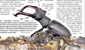  ?? ARCHIV-FOTO: RWE ?? Der Hirschkäfe­r (Lucanus cervus) ist der größte Käfer Europas. Die größten Exemplare werden bis zu acht Zentimeter lang. Charakteri­stisch sind die geweiharti­gen Oberkiefer­zangen und die beiden Fühlerkeul­en. Trotzdem wird der Hirschkäfe­r oft mit anderen...